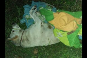 Rescue Poor Stray Dog was Hit Broken Hip Lying waiting for Death | Amazing Transformation