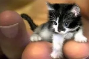 Super Cute Baby Animals ? Funny Cats and Dogs Videos (2019) кошки потрясающие, ты умрешь смеясь