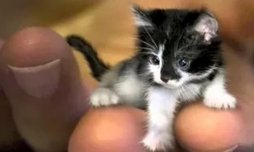 Super Cute Baby Animals ? Funny Cats and Dogs Videos (2019) кошки потрясающие, ты умрешь смеясь