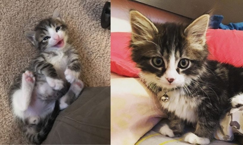 Baby Cats Adoption  - Cute and Funny Cat Videos Compilation #10 | Animals World