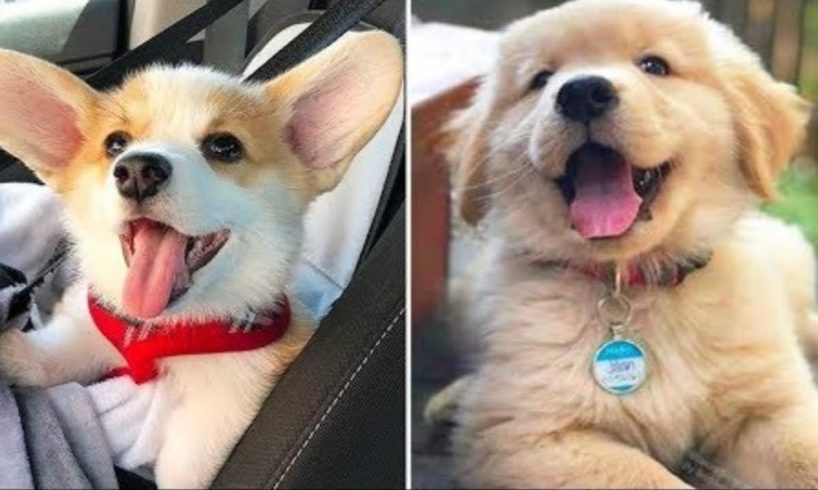 Super Cute Baby Animals ? Funny Cats and Dogs Videos (2019) кошки потрясающие, ты умрешь смеясь