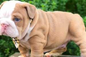 ENGLISH BULLDOG PUPPIES| Funny and cute English bulldog puppies Compilation # 04|2020| Animal Lovers