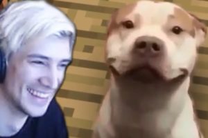 xQc Reacts to UNUSUAL MEMES COMPILATION V69 & Daily Dose Of Internet