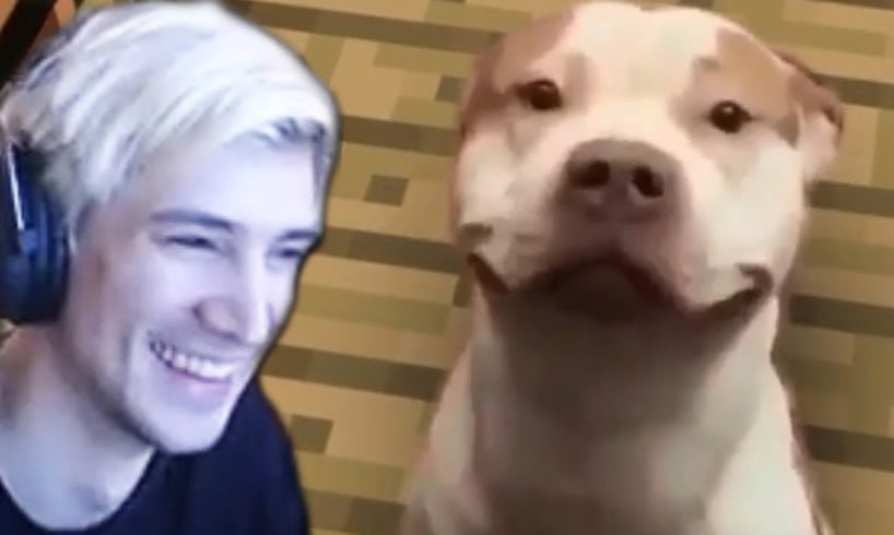 xQc Reacts to UNUSUAL MEMES COMPILATION V69 & Daily Dose Of Internet
