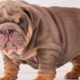 ENGLISH BULLDOG PUPPIES| Funny and cute English bulldog puppies Compilation # 07|2020| Animal Lovers