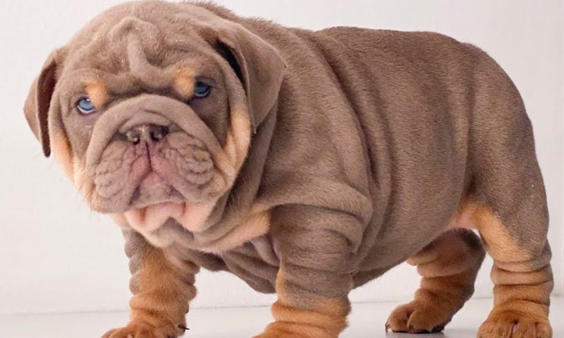 ENGLISH BULLDOG PUPPIES| Funny and cute English bulldog puppies Compilation # 07|2020| Animal Lovers