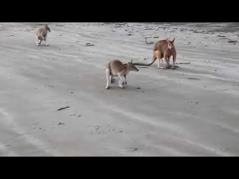 Animal fight