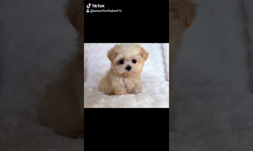 Cute puppies