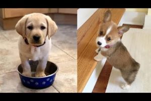 ♥Cutest Puppies Doing Funny Things 2020♥ #3 | Cute Animals