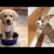 ♥Cutest Puppies Doing Funny Things 2020♥ #3 | Cute Animals
