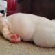 ENGLISH BULLDOG PUPPIES| Funny and cute English bulldog puppies Compilation # 11(2020)|Animal Lovers