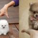 Cute Pomeranian Puppies ?Cute Puppies Doing Funny Things 2020