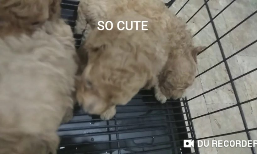 SO CUTE PUPPIES!