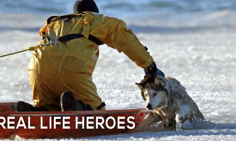Animal Rescue Compilation 1 REAL LIFE HEROES