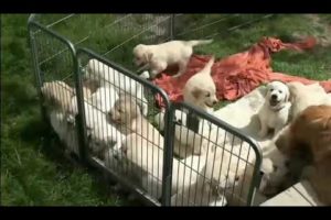 Cute Puppies Doing Funny Things || Cute Dogs || Cute Puppy