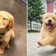 ♥Cute Puppies Doing Funny Things 2020♥ #4  Cutest Dogs