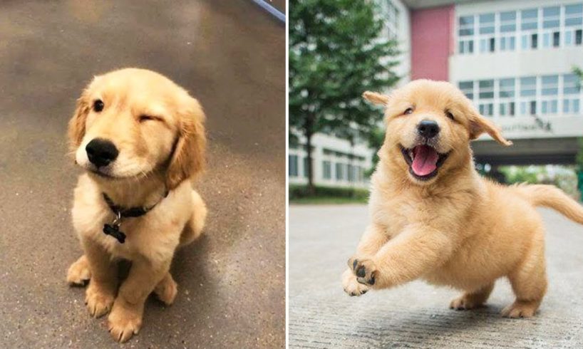 ♥Cute Puppies Doing Funny Things 2020♥ #4 Cutest Dogs