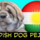 2020 TOP CUTE PUPPIES /Kurdish Dog /PEJDAR DOG/KURDISTAN/سه گی پشده ر