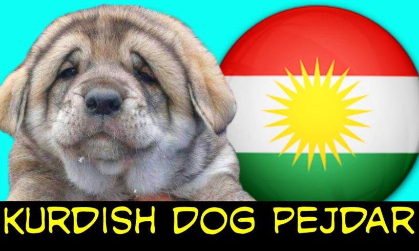 2020 TOP CUTE PUPPIES /Kurdish Dog /PEJDAR DOG/KURDISTAN/سه گی پشده ر