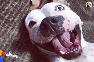 'Aggressive' Pit Bull Dog Turns Into a Sweet Snuggle Machine | The Dodo Pittie Nation