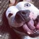 'Aggressive' Pit Bull Dog Turns Into a Sweet Snuggle Machine | The Dodo Pittie Nation