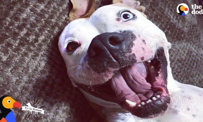 'Aggressive' Pit Bull Dog Turns Into a Sweet Snuggle Machine | The Dodo Pittie Nation