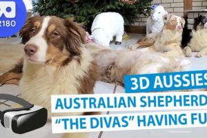 3D Meet the Animals: Meet "The Rapper Divas" Australian Shepherds [VR180]