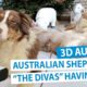 3D Meet the Animals: Meet "The Rapper Divas" Australian Shepherds [VR180]