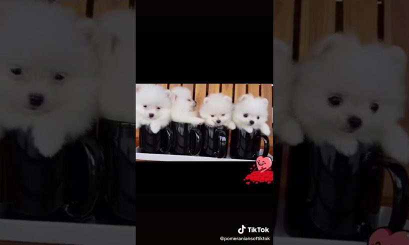 4 cute puppies