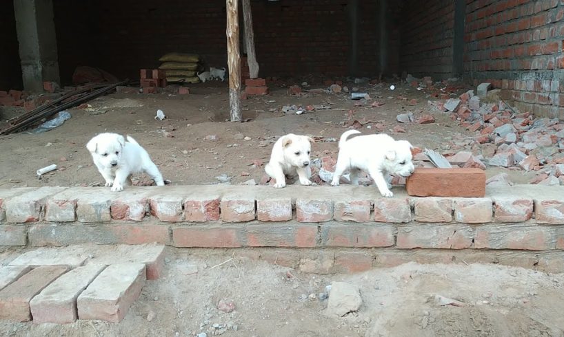 5 Cute Puppies playing, biting, fighting & specially enjoying ?