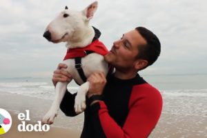 5 cosas que aprendes viajando con tu perro | El Dodo