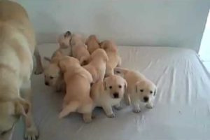 9 very cute Labrador Puppies with their mother!