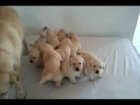 9 very cute Labrador Puppies with their mother!