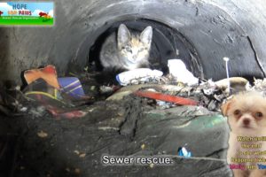 A kitten was stuck in the sewer until a woman heard the calls for help from below!  Please share.