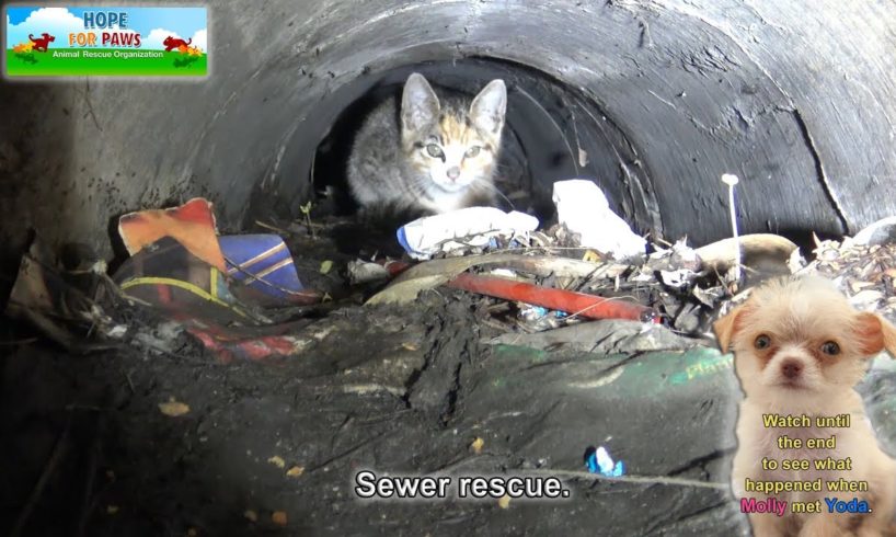 A kitten was stuck in the sewer until a woman heard the calls for help from below!  Please share.