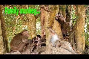 A lot of cute baby monkey playing around big tree with they mom.