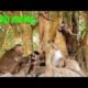 A lot of cute baby monkey playing around big tree with they mom.