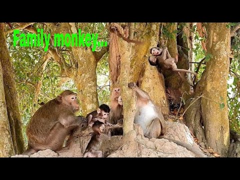 A lot of cute baby monkey playing around big tree with they mom.