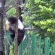 A panda cub playing on a branch #1