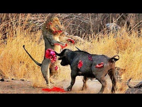AMAZING wild animals fights Crocodile vs Buffalo vs Lion#7
