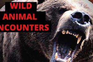 ANIMAL ENCOUNTERS Near Death Close Calls