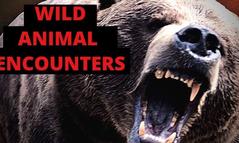 ANIMAL ENCOUNTERS Near Death Close Calls