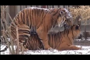 ANIMALS ATTACK - Top 10 Most Deadly Animals in Africa - Wild Cats Mating - Lion, Tiger, Jaguar