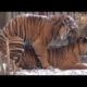 ANIMALS ATTACK - Top 10 Most Deadly Animals in Africa - Wild Cats Mating - Lion, Tiger, Jaguar