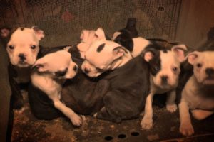 ASPCA Helps Rescue More Than 50 Dogs from a Michigan Puppy Mill