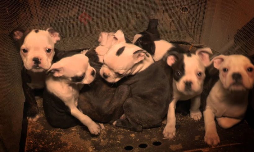 ASPCA Helps Rescue More Than 50 Dogs from a Michigan Puppy Mill