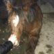 Abandoned Horse Rescued From Road