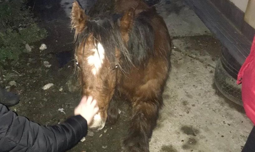 Abandoned Horse Rescued From Road