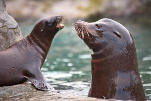 Adorable Baby Seal and Mom | Baby Animals | Love Nature