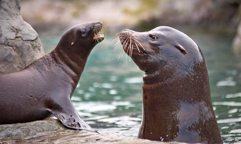 Adorable Baby Seal and Mom | Baby Animals | Love Nature